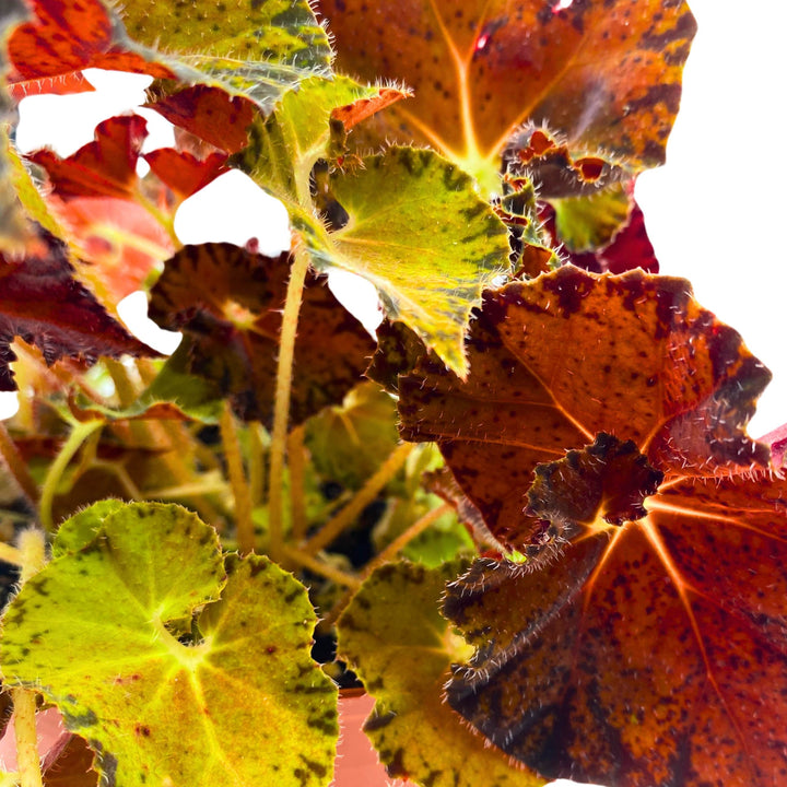 Begonia Peter Piper 6 inch Rhizomatous