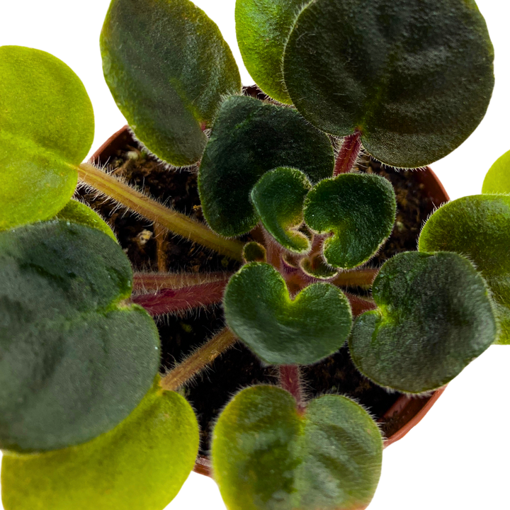 Mini African Violet Shirl's Hawaiian Lai, 2 inch Purple Flower