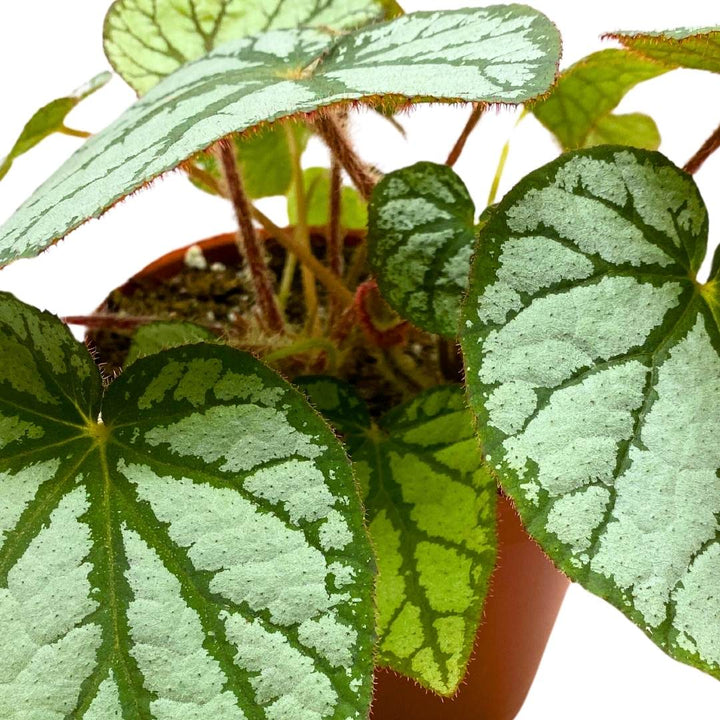 Begonia U400 4 inch Rhizomatous