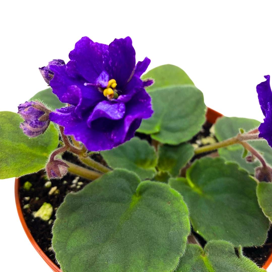 African Violet Cajun's Beautiful Oblivion in a 4 inch Pot Blue Flower