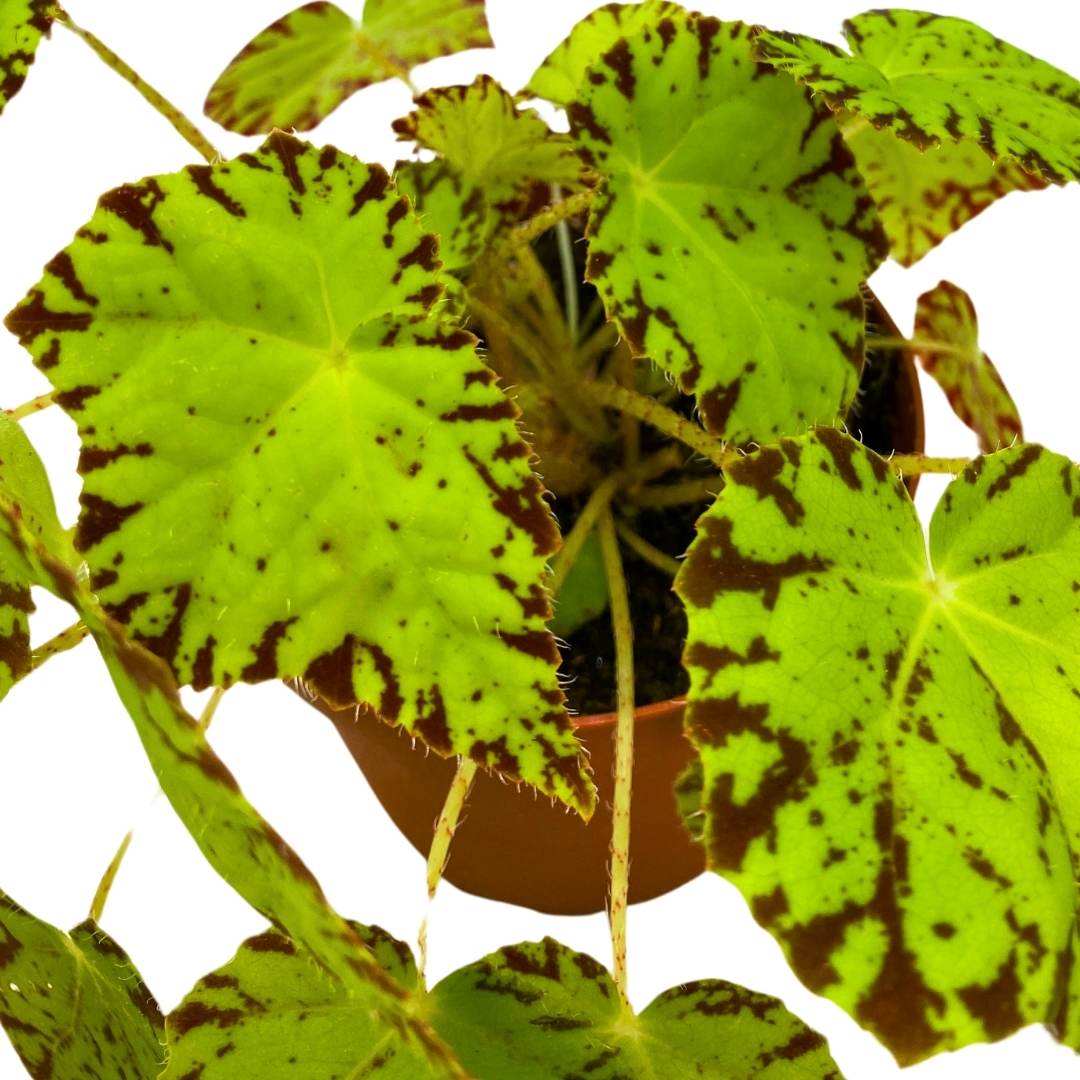 Begonia Golden Swallowtail 4 inch Rhizomatous