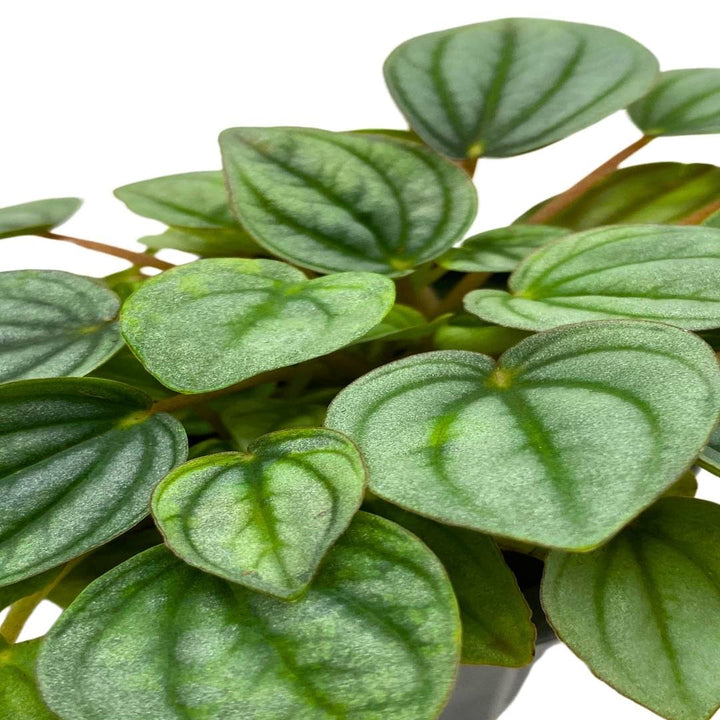 Peperomia Frost in a 3 inch Pot