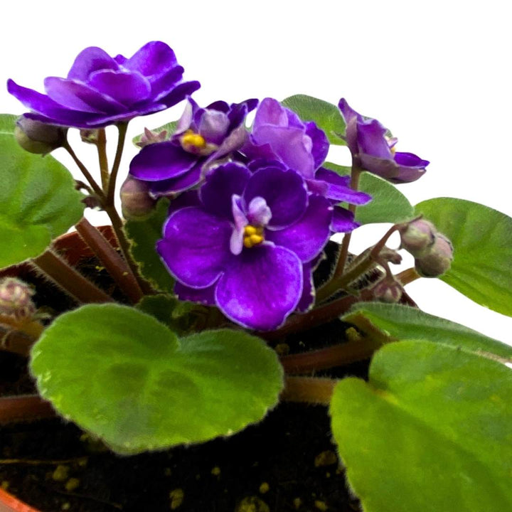 African Violet Buckeye Easy Lovin' 4 inch