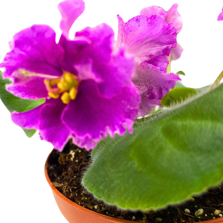 VaT Shura Mura African Violet Saintpaulia 4 inch