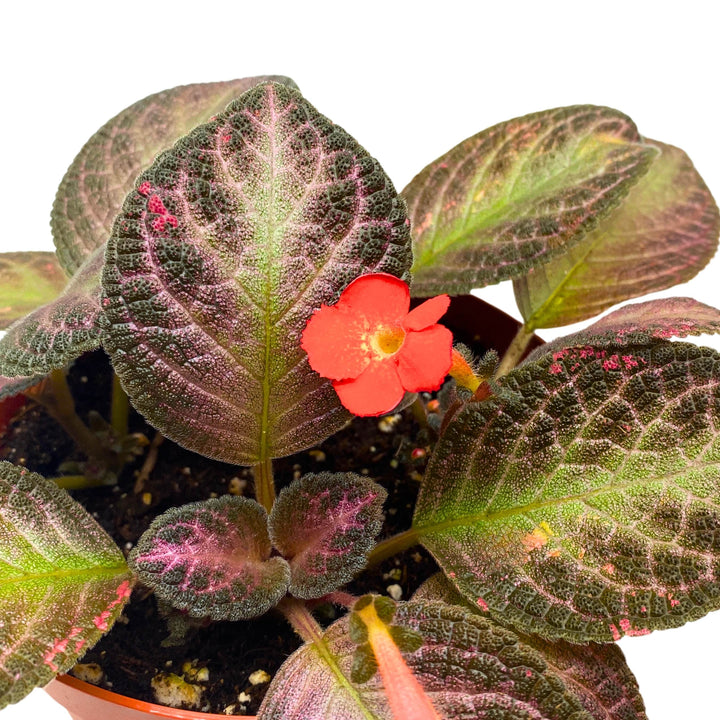 Episcia Temptation Purple Flame Violet 6 inch