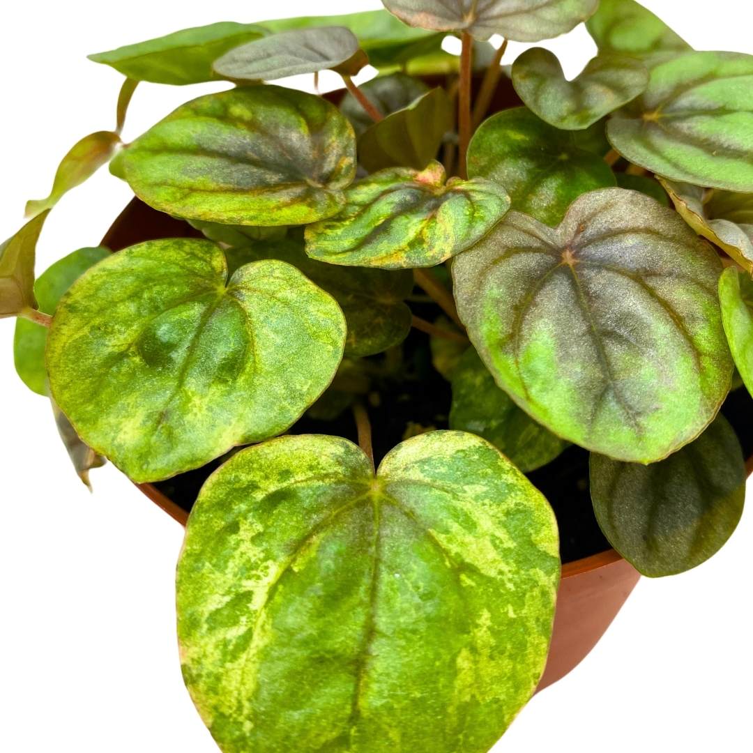 Peperomia Pink Lady 4 inch