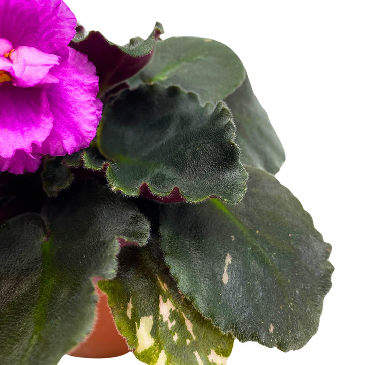 Country Cider African Violet Saintpaulia 4 inch