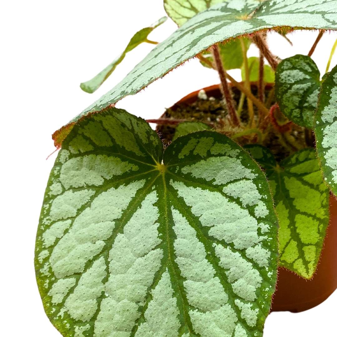 Begonia U400 4 inch Rhizomatous