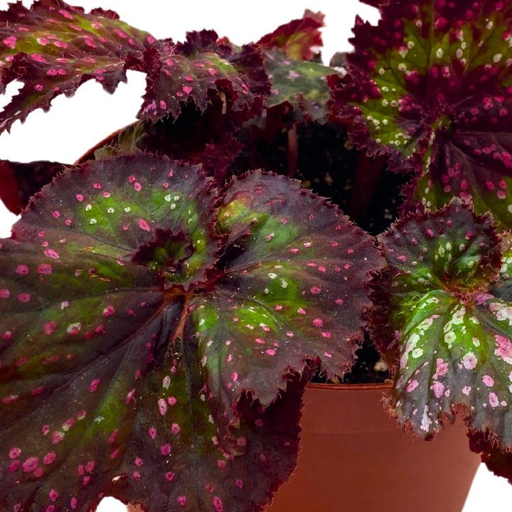 Harmony's Voodoo Queen 6 inch Purple Green Spiral Pink Spots