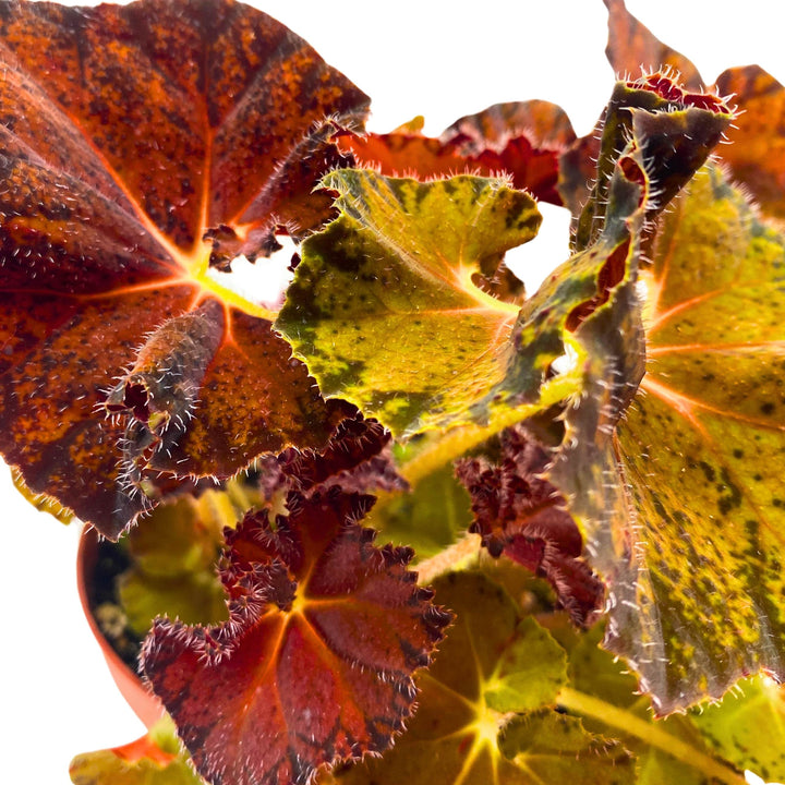 Begonia Peter Piper 6 inch Rhizomatous