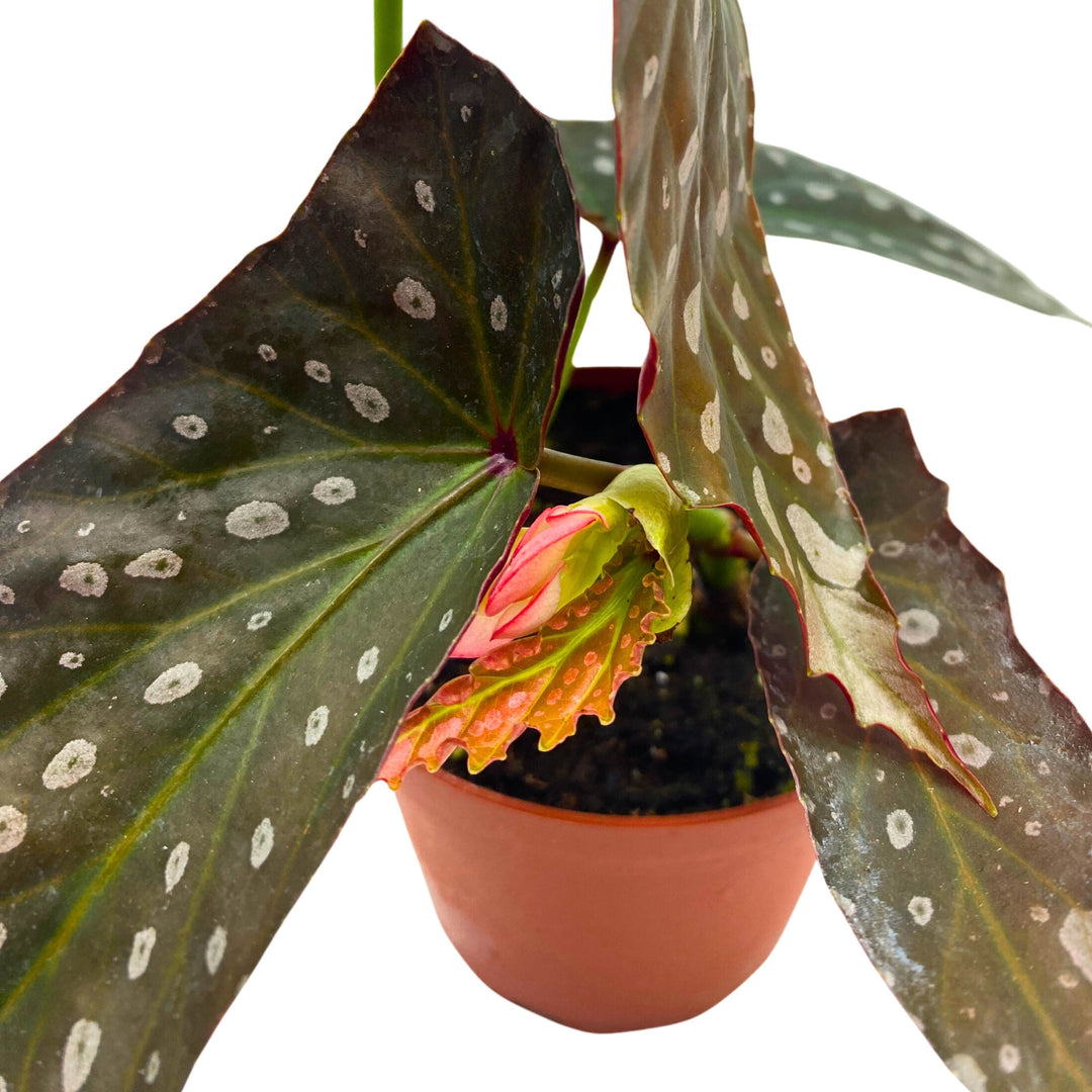 Harmony's Titan Angel Wing Begonia 4 inch