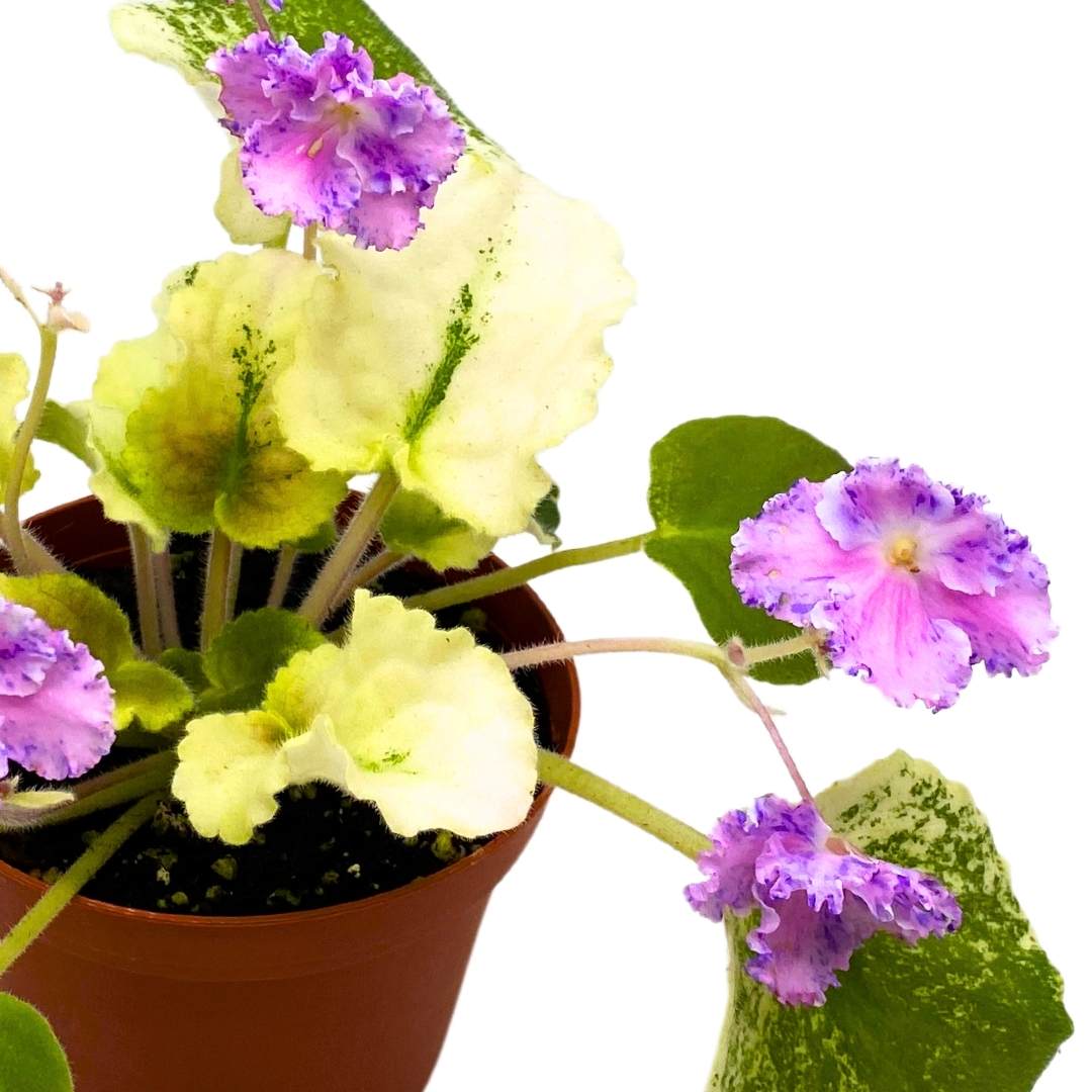 African Violet Harmony's Love Bug 4 inch Gesneriad