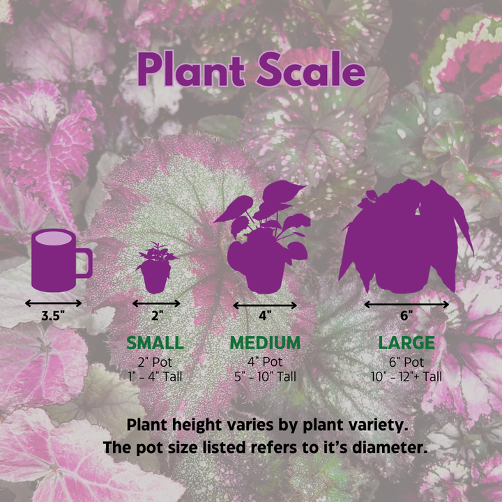 Harmony's Voodoo Queen 6 inch Purple Green Spiral Pink Spots