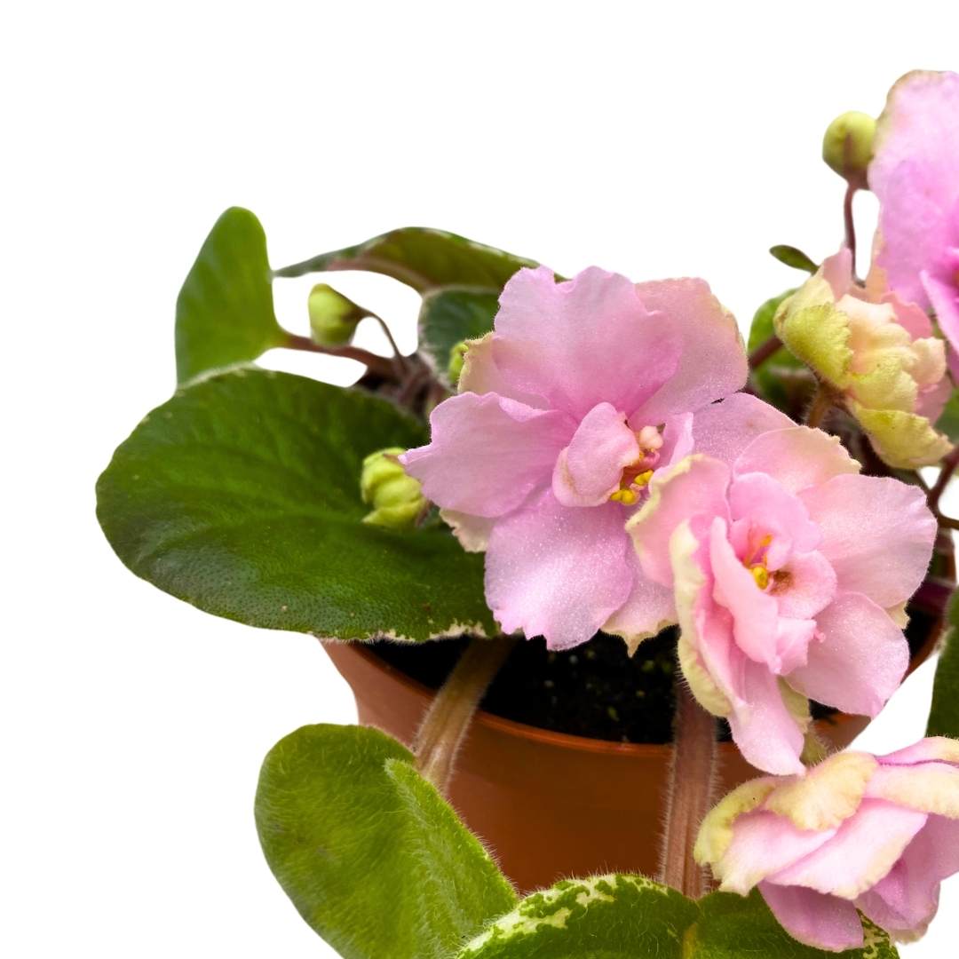 African Violet Southern Sugar 4 inch