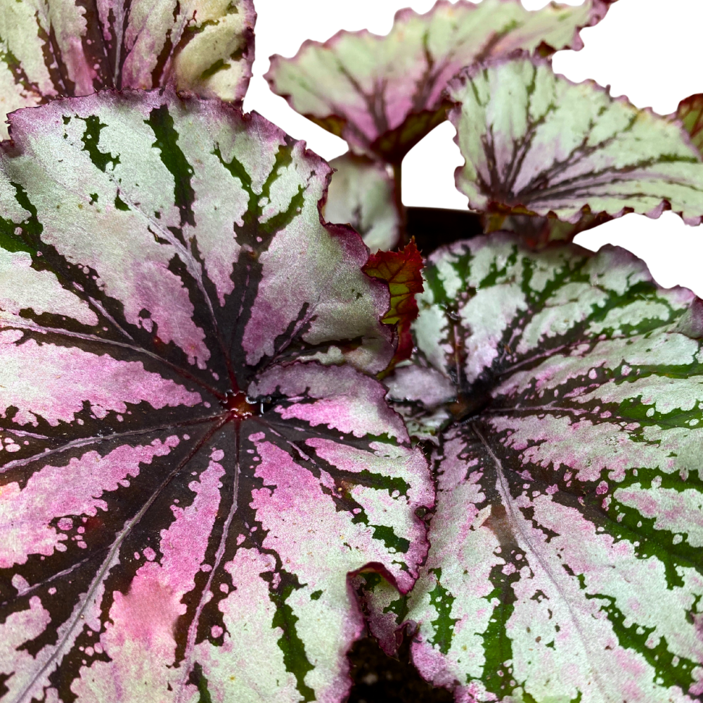 Sri Lanka Begonia Rex 6 inch Pink Red Green White
