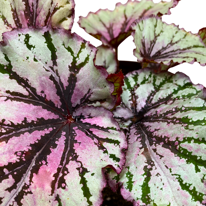 Sri Lanka Begonia Rex 6 inch Pink Red Green White