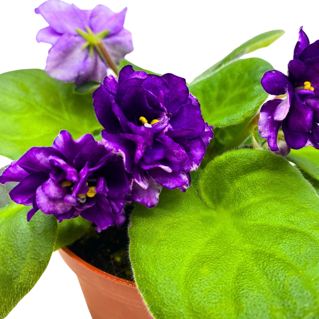 EK Gray Ocean African Violet Saintpaulia 4 inch