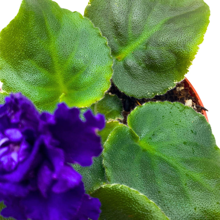 VaT Dark Mistress African Violet Saintpaulia 4 inch