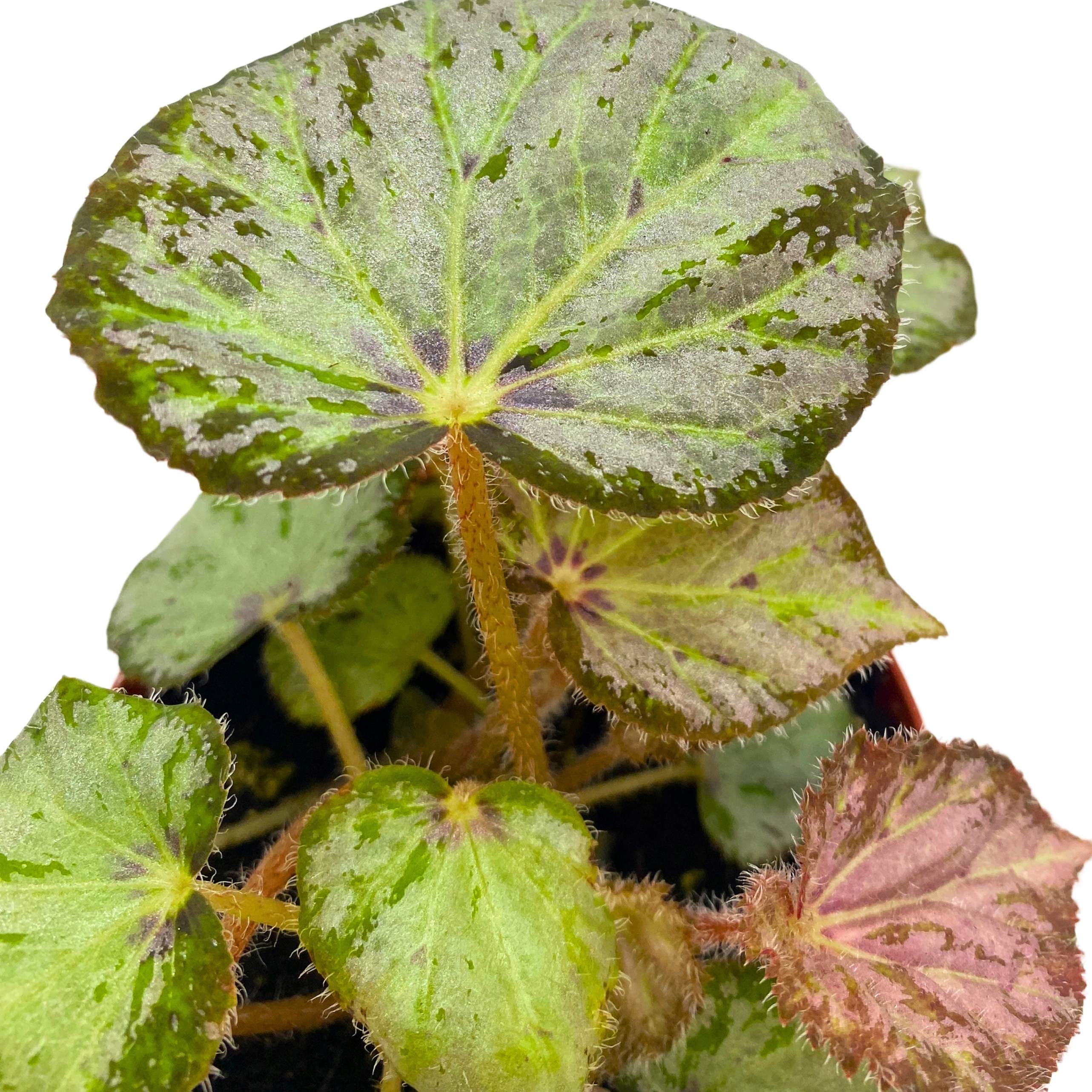 Begonia Nola 4 inch – Harmony Foliage