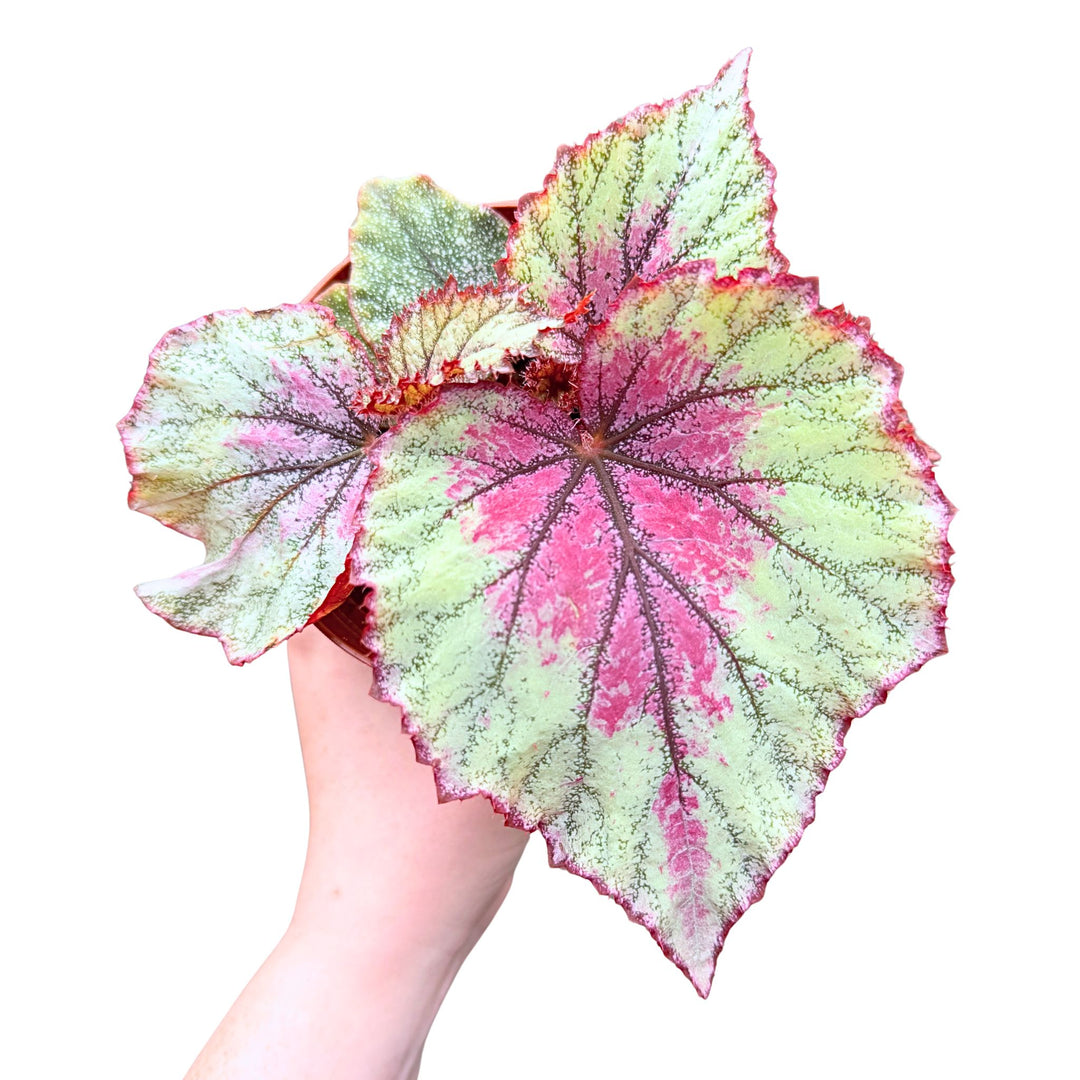 [PRE-ORDER] Harmony's Heart of Bliss in a 4 inch Pot