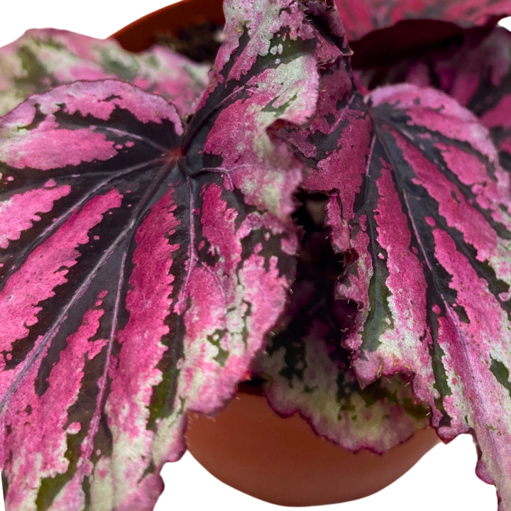 Sri Lanka Begonia Rex 4 inch Pink Red Green White