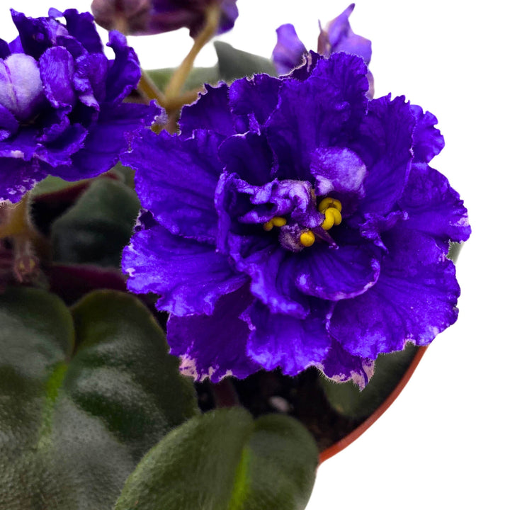 Knight in Tiger's Skin African Violet Variegated Flower 4 inch