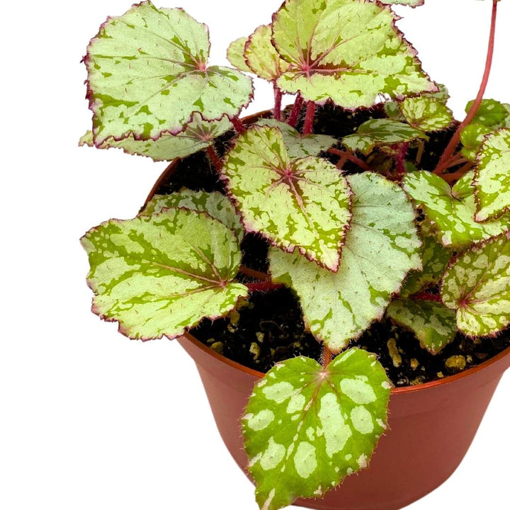 Begonia Rex Harmony's Ember, 6 inch White Red Green