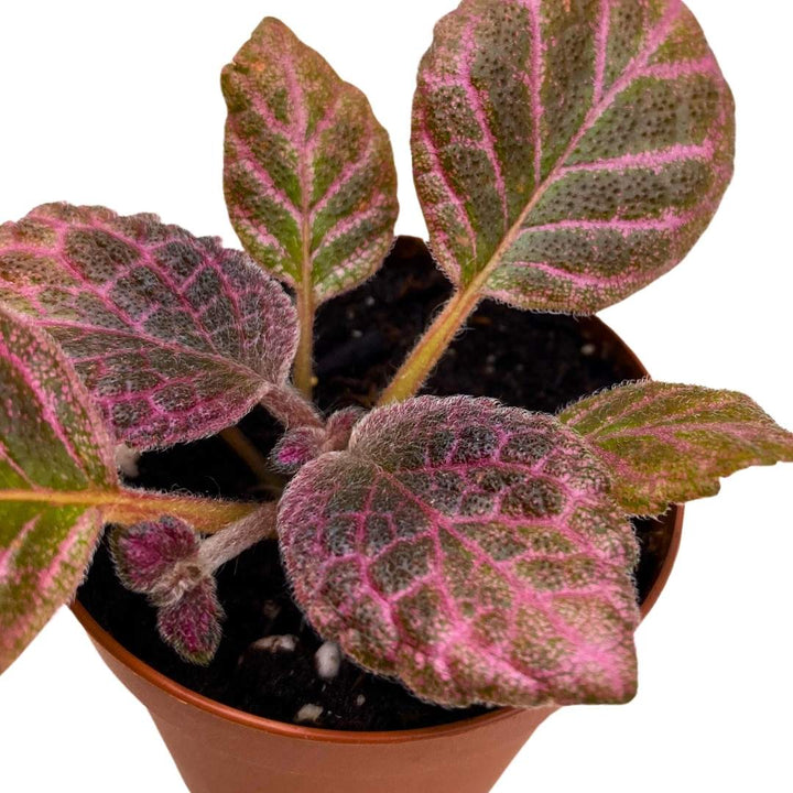 Episcia Strawberry Fields Flame Violet 2 inch