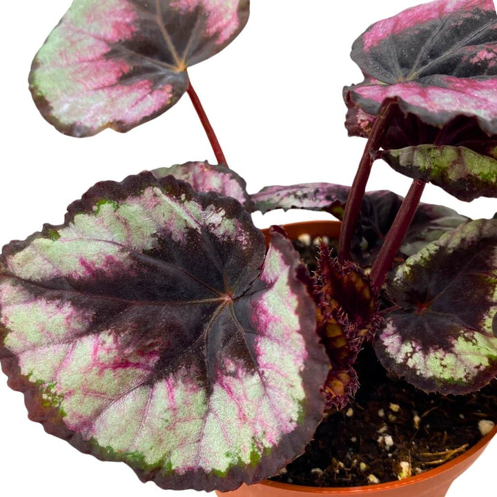 Begonia Rex Red Kiss 4 inch