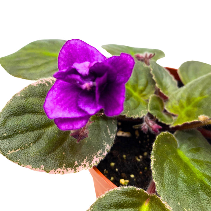 Nancy Reagan Variegated African Violet Saintpaulia 4 inch