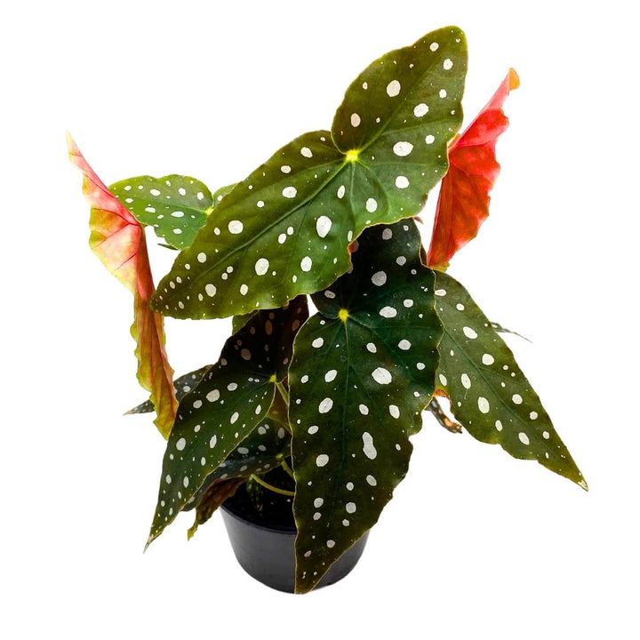 Begonia Maculata Angel Wing Cane Polka Dot Trout Begonia in a 6 inch Pot