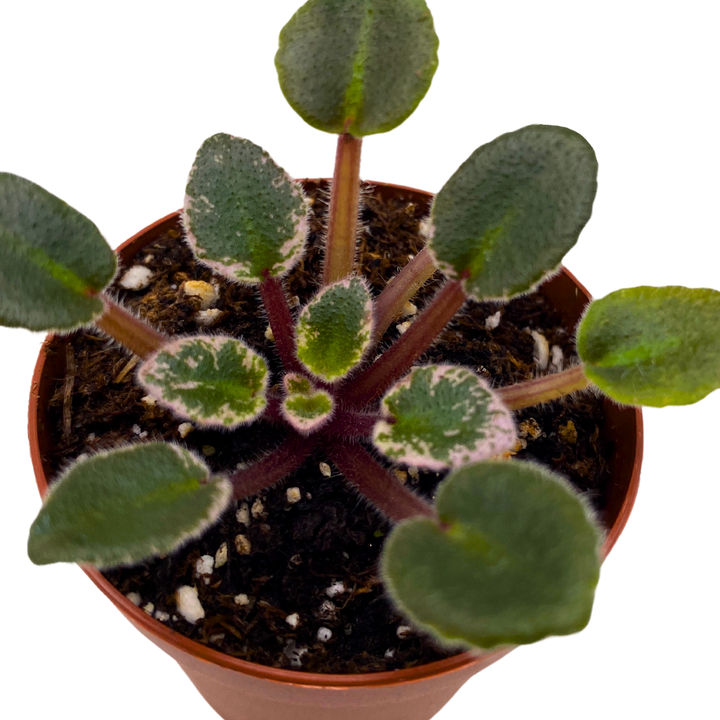 Mini African Violet Toy Castle Variegated 2 inch White Purple Flower