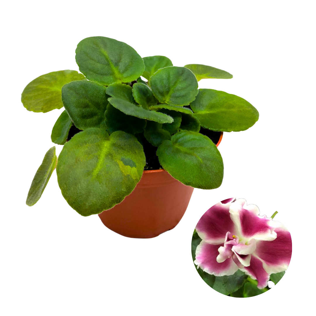 African Violet Frosty Cherry 4 inch Red White Flower