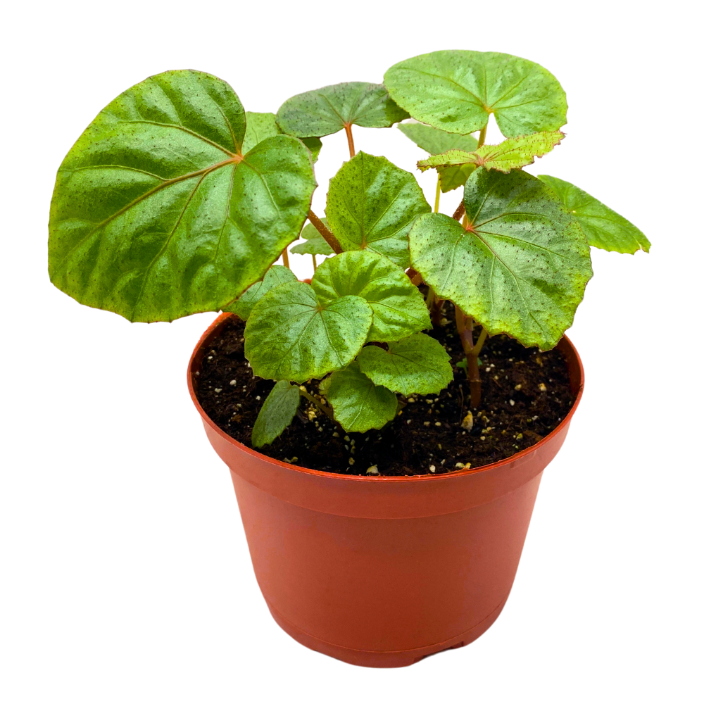 Miri Begonia Rhizomatous 6 inch Green with Red Hairs