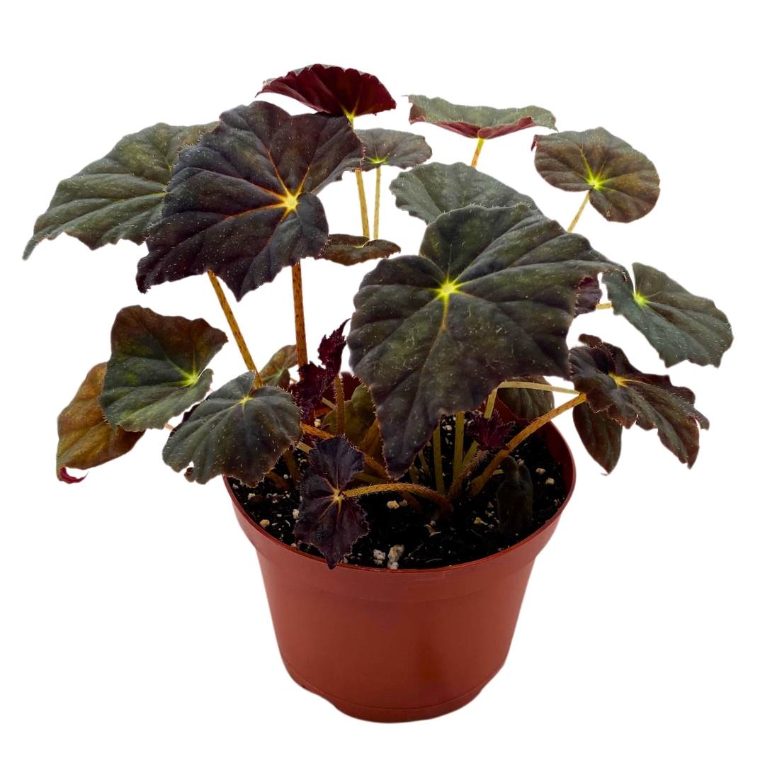 Begonia Joe Hayden Rhizomatous 6 inch