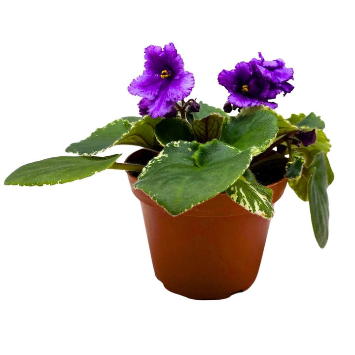 African Violet Wrangler's Banjo Dancing 4 inch