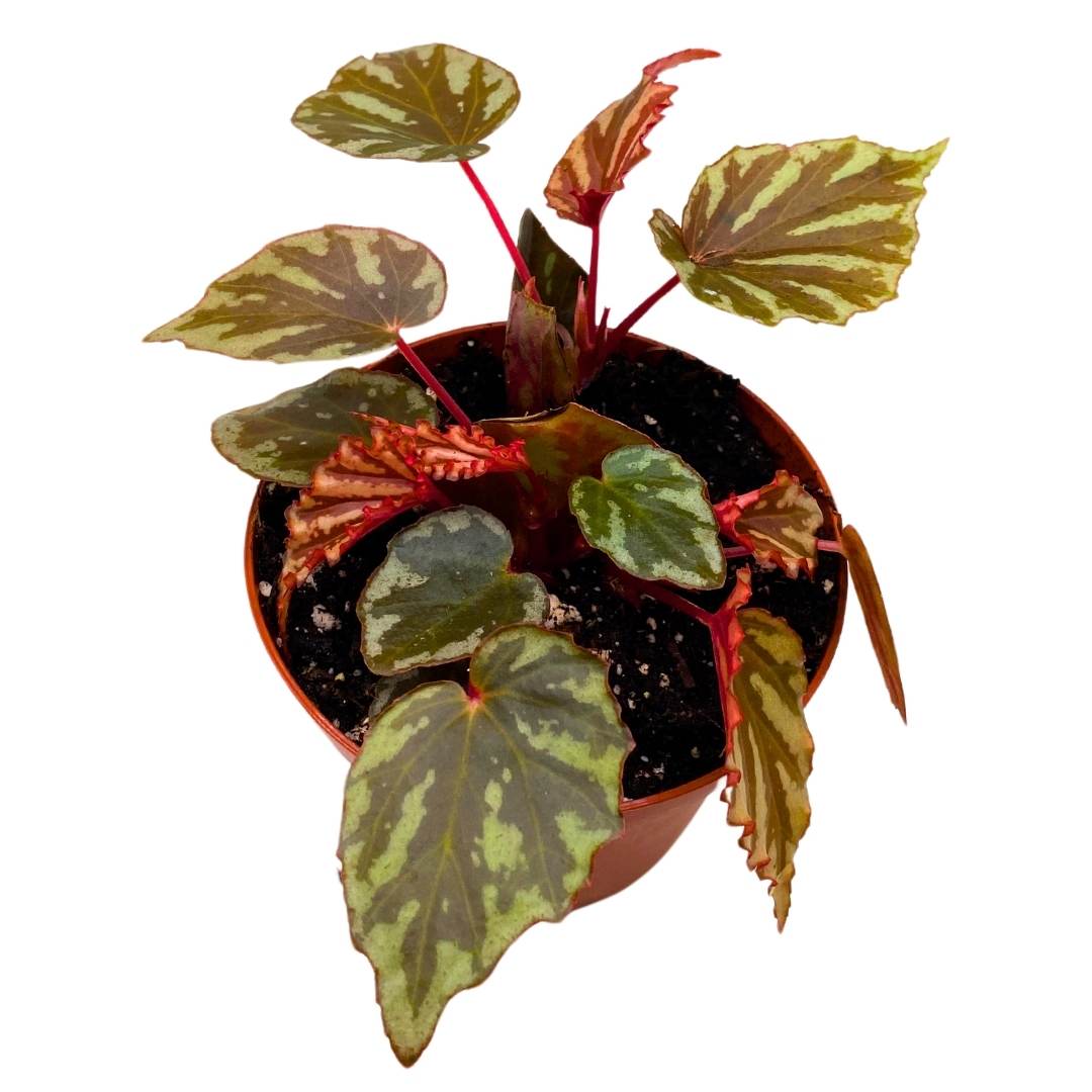 Begonia Irian Jaya 4 inch Rare