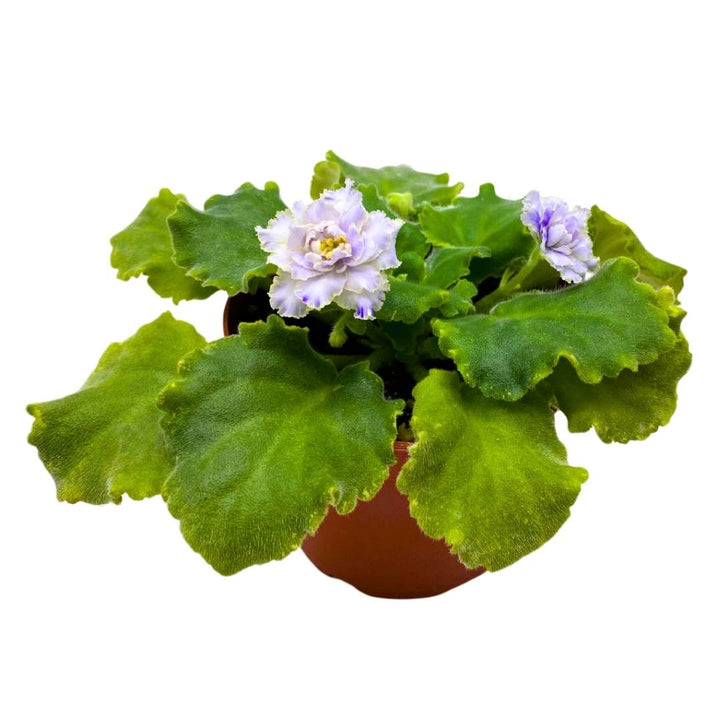 African Violet Dancing Fool 4 inch Gesneriad