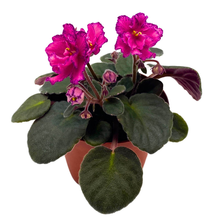 Buckeye Cranberry Sparkler African Violet Saintpaulia 4 inch