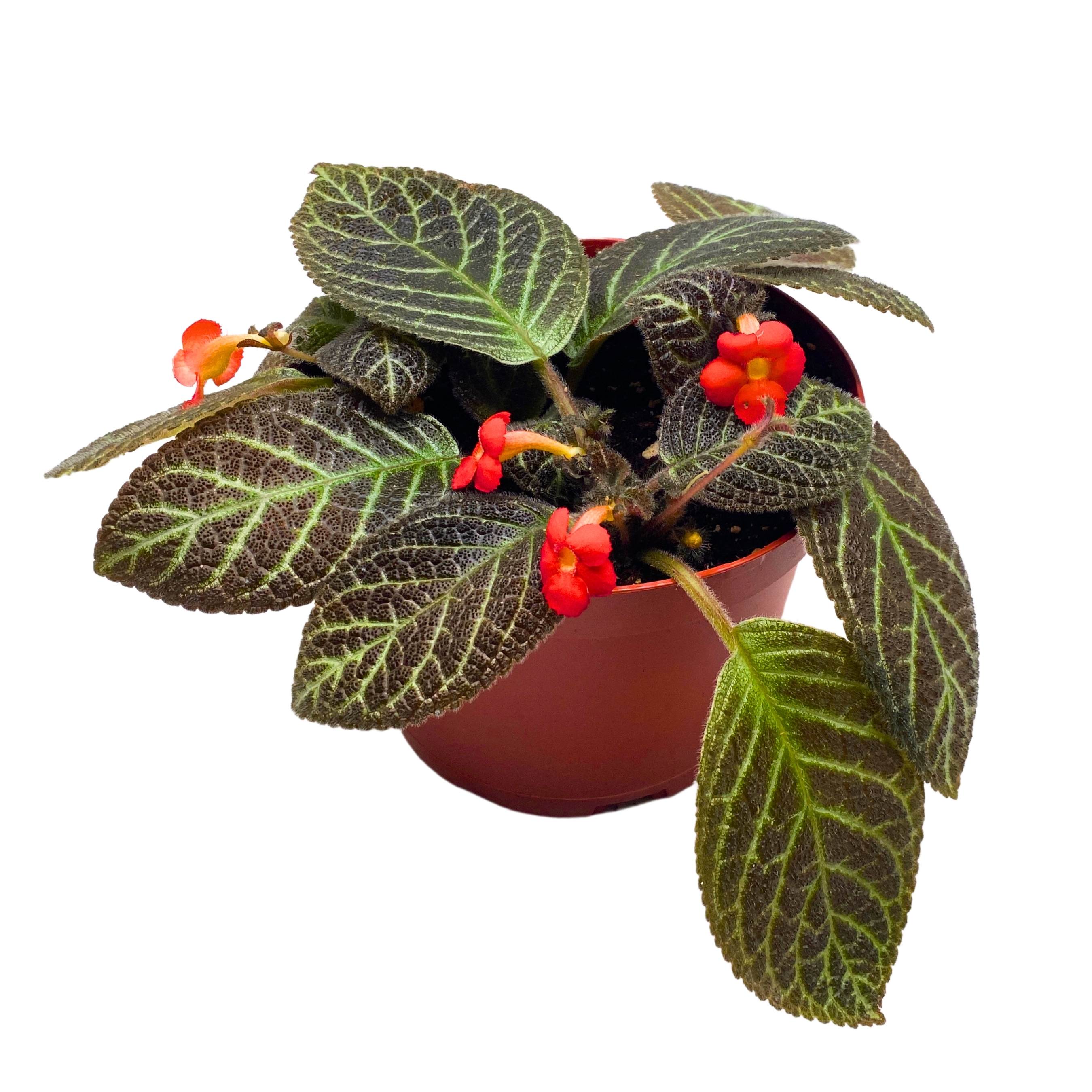 Episcia Longwood Gardens Flame Violet 6 inch – Harmony Foliage