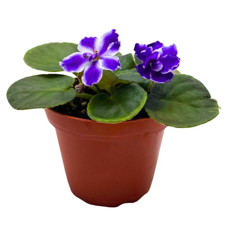 VaT Winter Landscape African Violet Saintpaulia 4 inch