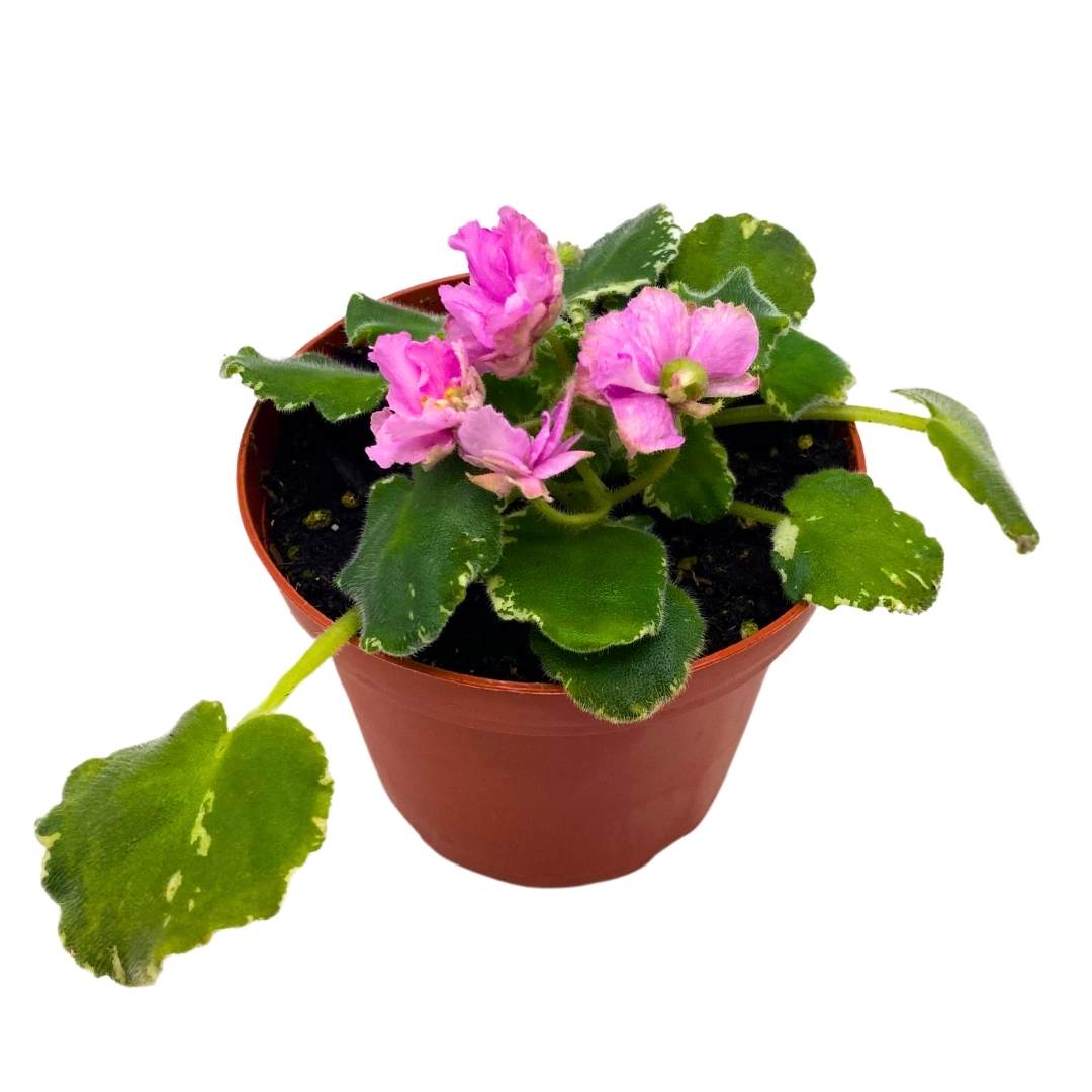 African Violet Variegated Irish Ruffles in a 4 inch Pot Pink Flower