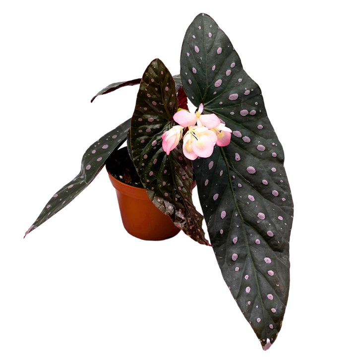 Harmony's Dark Star Angel Wing Cane Pink Polkadot Begonia 4 inch