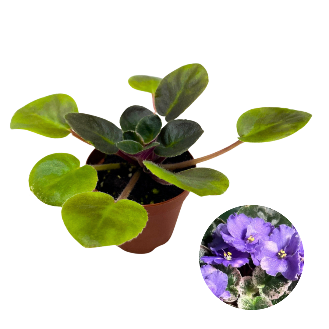 Mini African Violet Rob's Outer Orbit, 2 inch Purple Flower