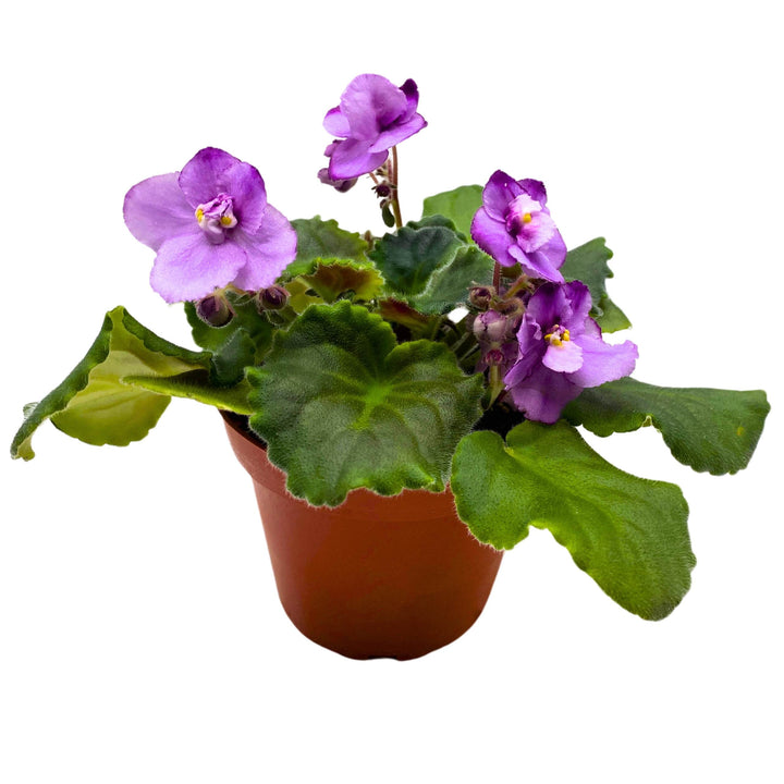 Cajun's Two to Tango African Violet Saintpaulia 4 inch