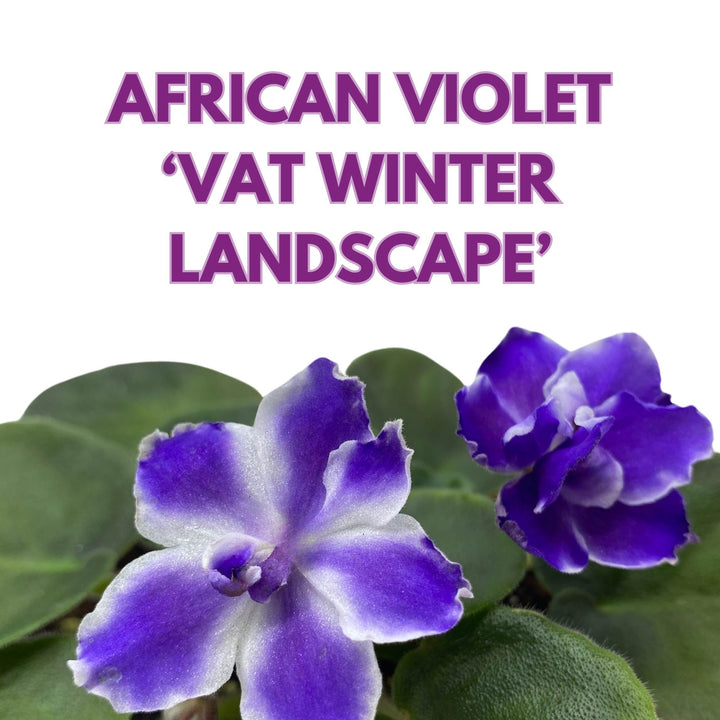 VaT Winter Landscape African Violet Saintpaulia 4 inch