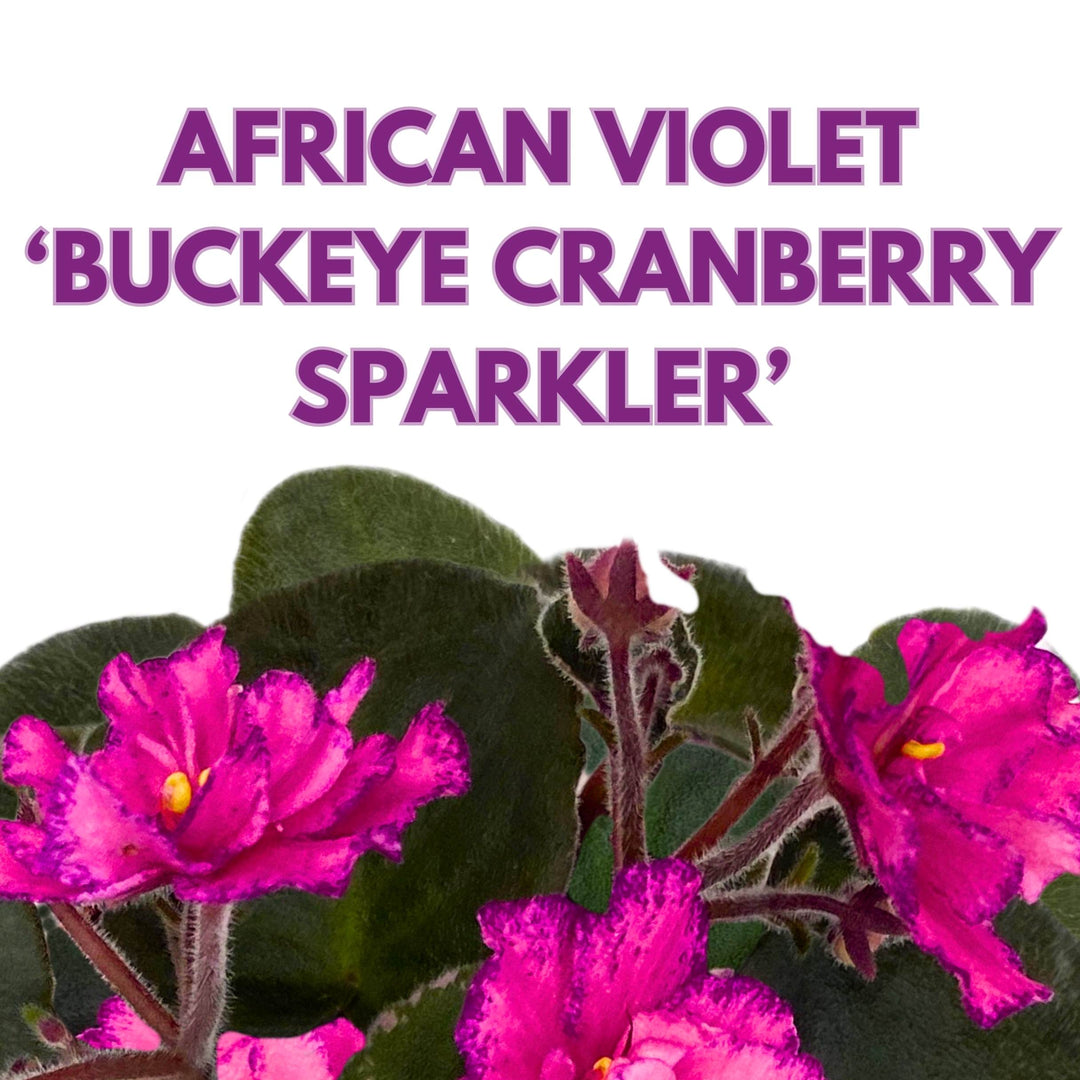 Buckeye Cranberry Sparkler African Violet Saintpaulia 4 inch