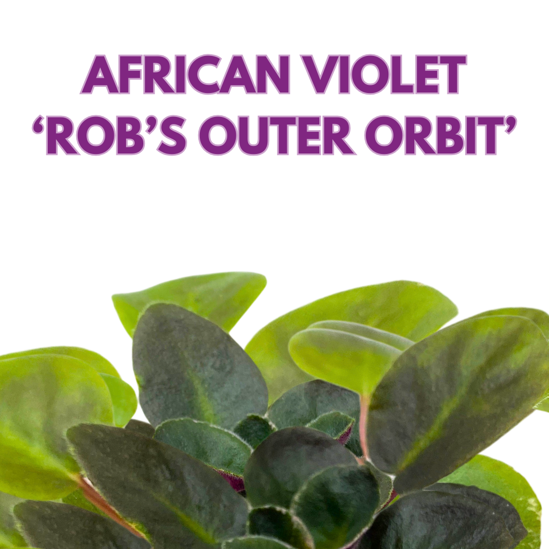 Mini African Violet Rob's Outer Orbit, 2 inch Purple Flower