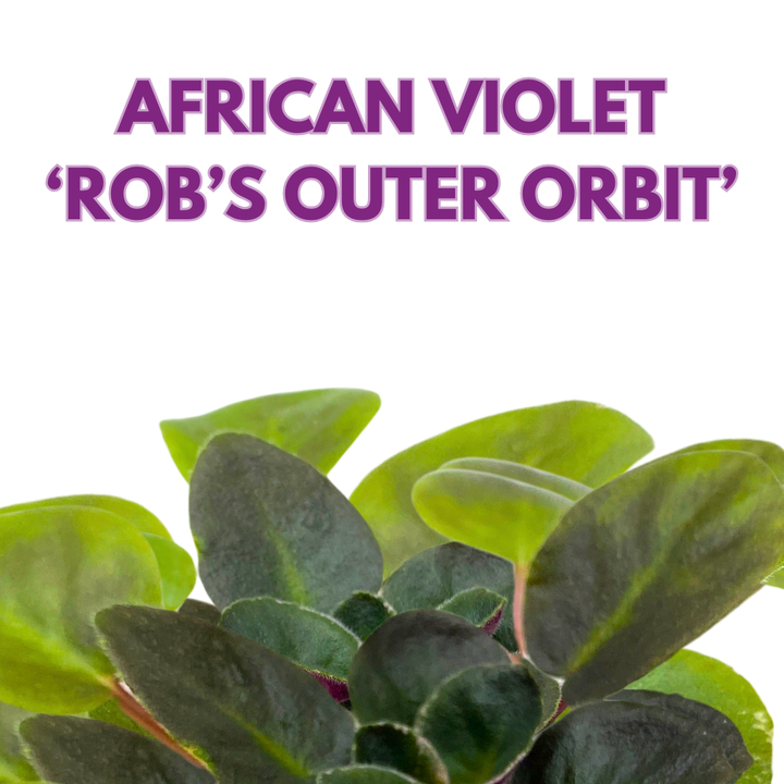 Mini African Violet Rob's Outer Orbit, 2 inch Purple Flower