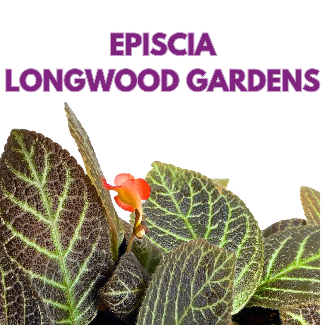 Episcia Longwood Gardens Flame Violet 6 inch